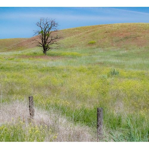 Gulin, Sylvia 아티스트의 USA-Washington State-Eastern Washington-Benge With lone dead tree in field of grasses작품입니다.
